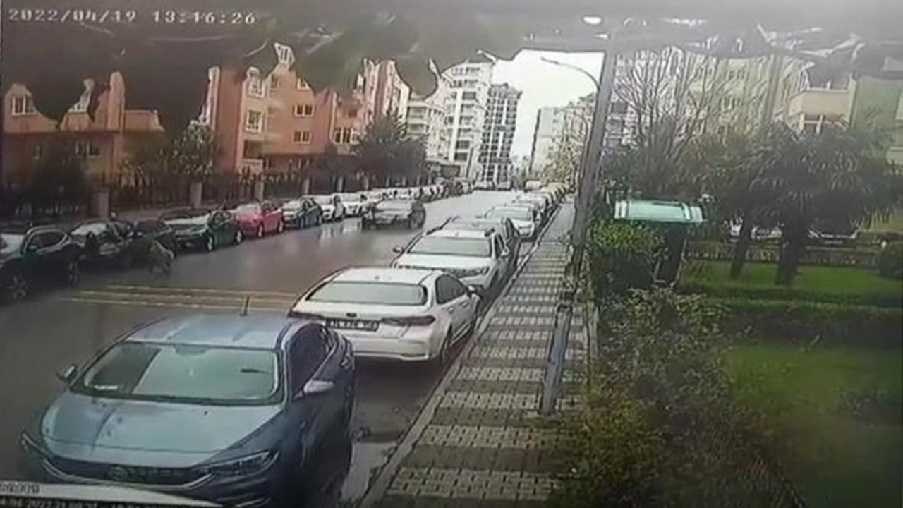 İstanbul'da terk edilen pitbull dehşeti