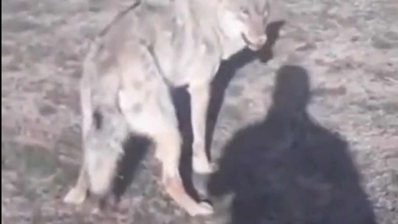 Koyunları otlatırken göz göze geldi. Eline sopayı alan çoban var gücüyle vurdu