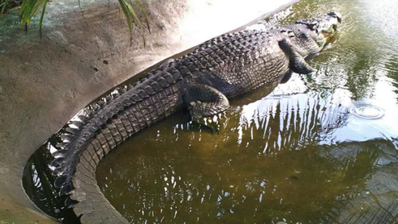 Timsah dolu havuza işerken dengesini kaybedip düştü