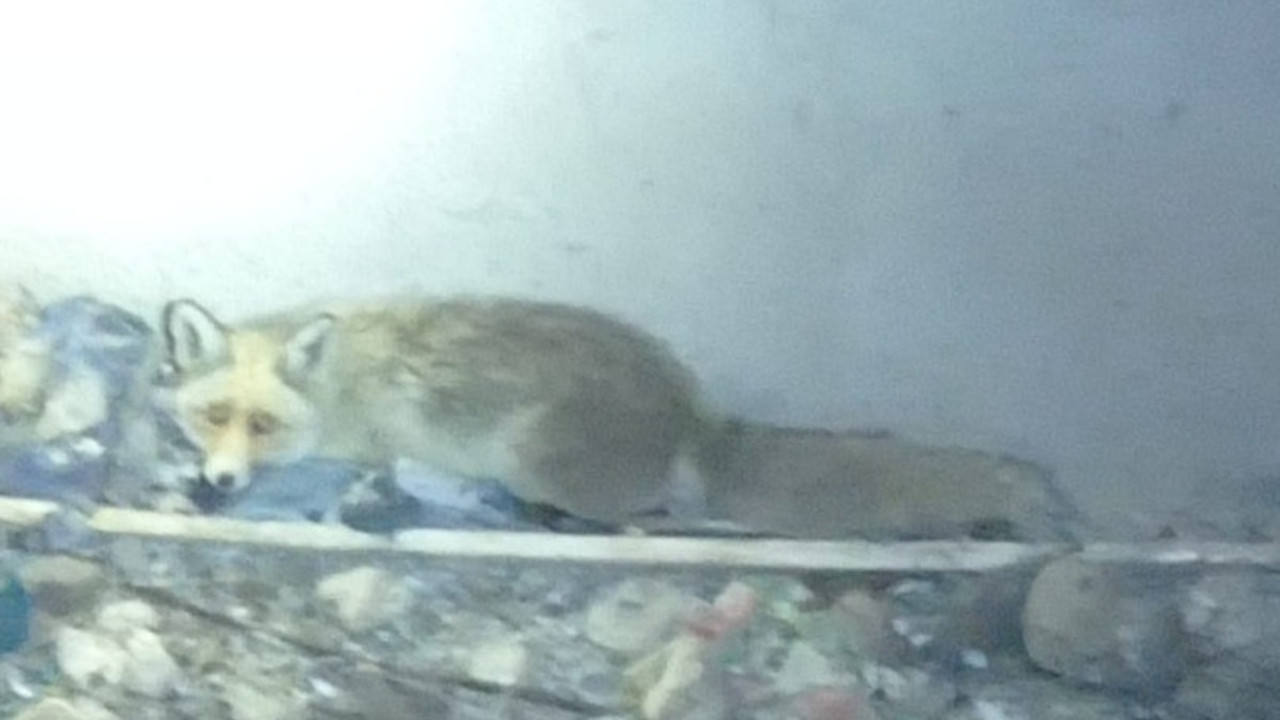 Su deposunda mahsur kalan tilki kurtarıldı