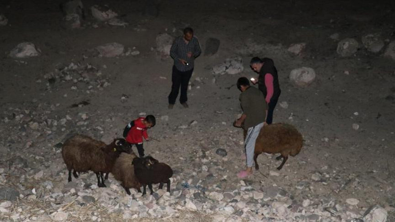 Sürüye otomobil çarptı: 25 koyun öldü, 15 koyun yaralandı