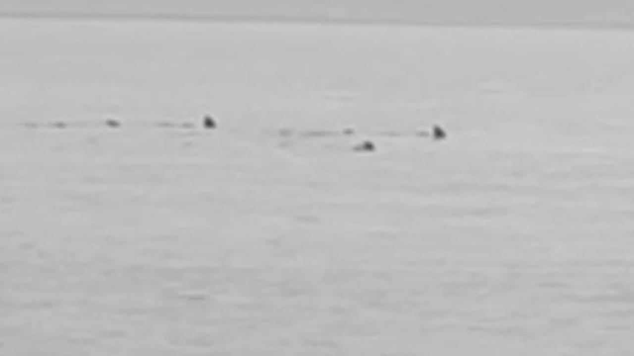 Türkiye'nin sahilinde köpekbalıkları görüntülendi