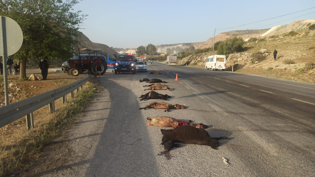 Tarım işçilerini taşıyan minibüs sürüye çarptı: Hayvanlar telef oldu