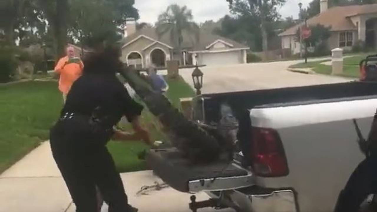 Bağlanan timsahtan polise okkalı kuyruk darbesi