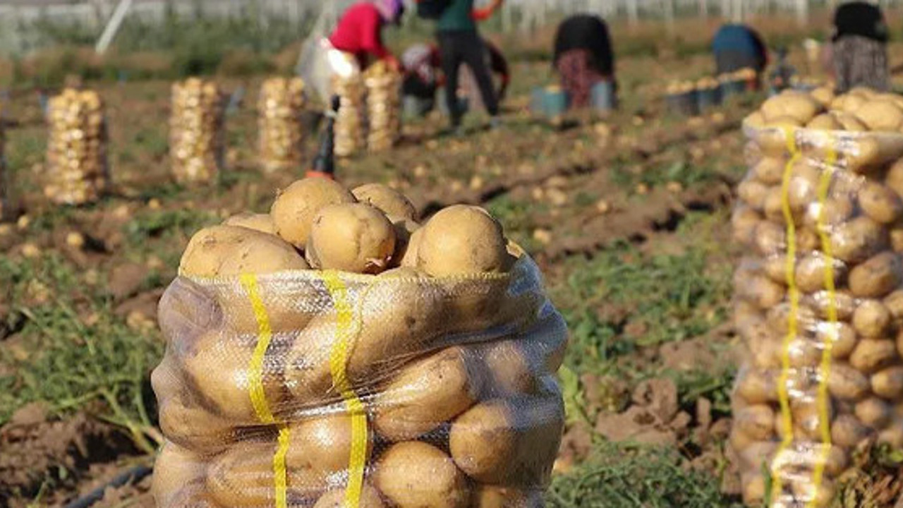 Bakan Vahit Kirişçi açıkladı. 26 ilde patateste kanser karantinası