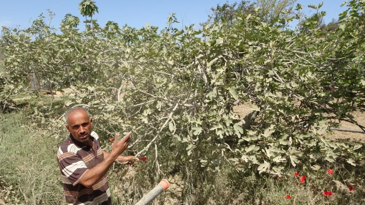 Üreticinin toz çilesi. Göz gözü görmüyor