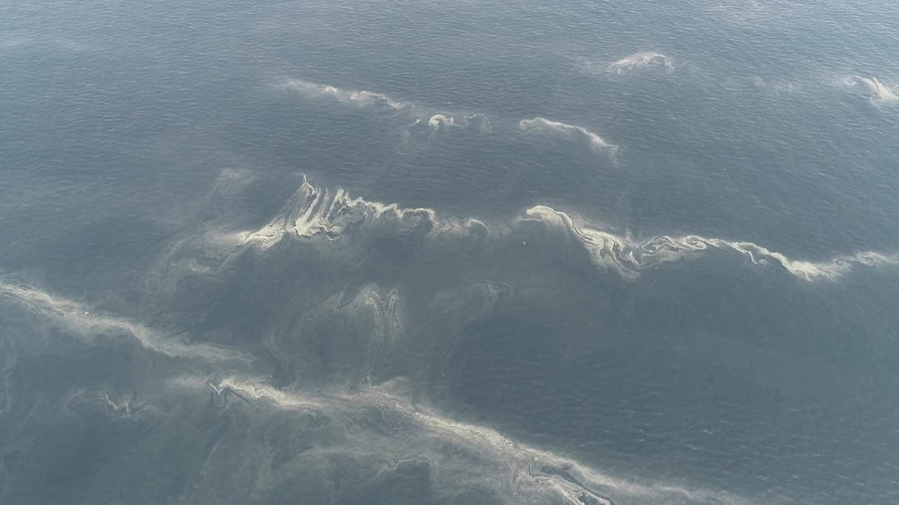 Kabus İstanbul'a geri döndü! Tuzla ve Kadıköy sahillerinde görüldü…