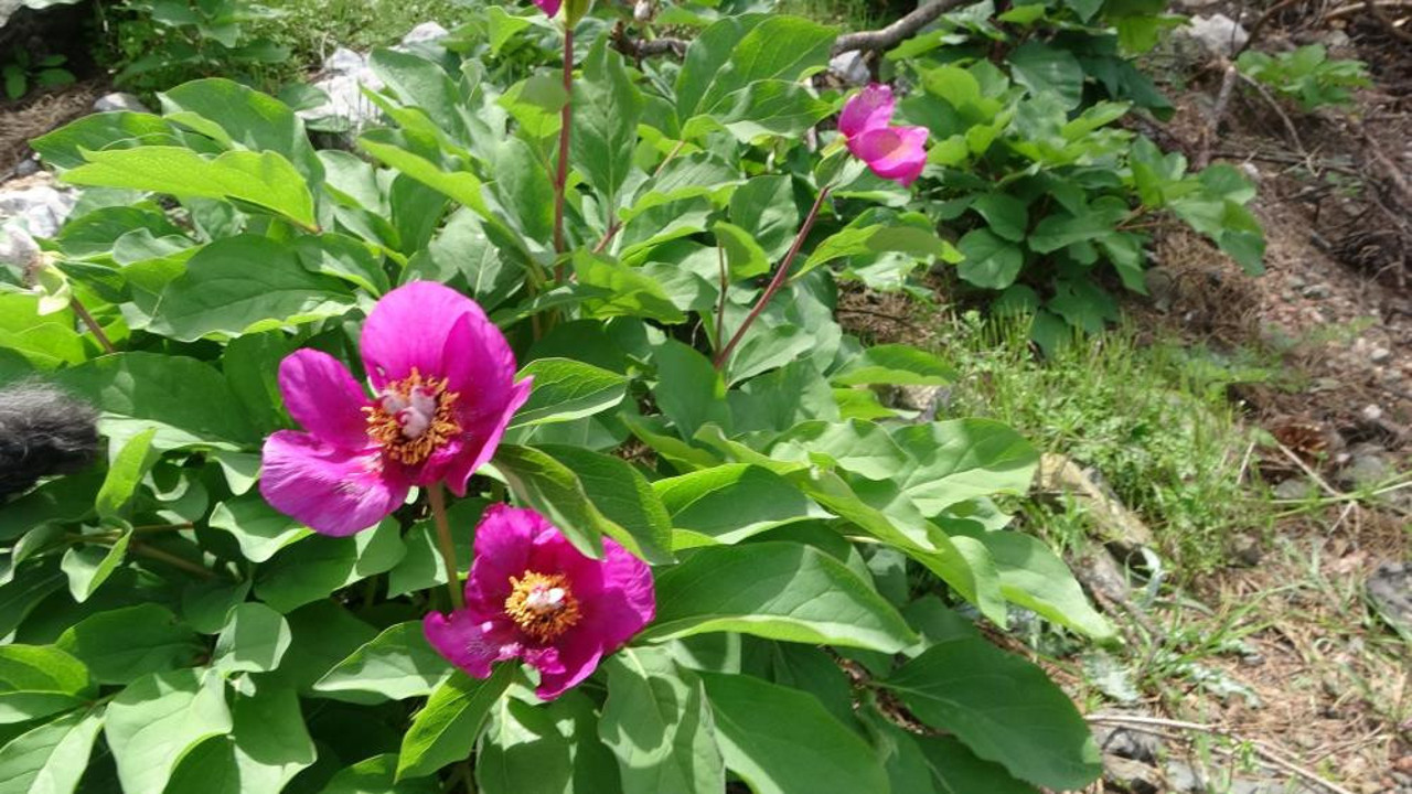 Dünyanın en pahalı çiçeği