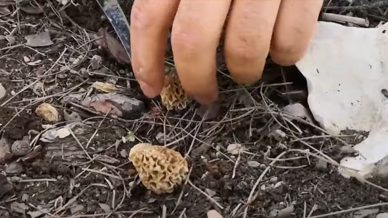 Kuzugöbeği mantarı için günde 20 kilometre yürüyüp 3 bin TL kazanıyorlar. İnanılır gibi değil