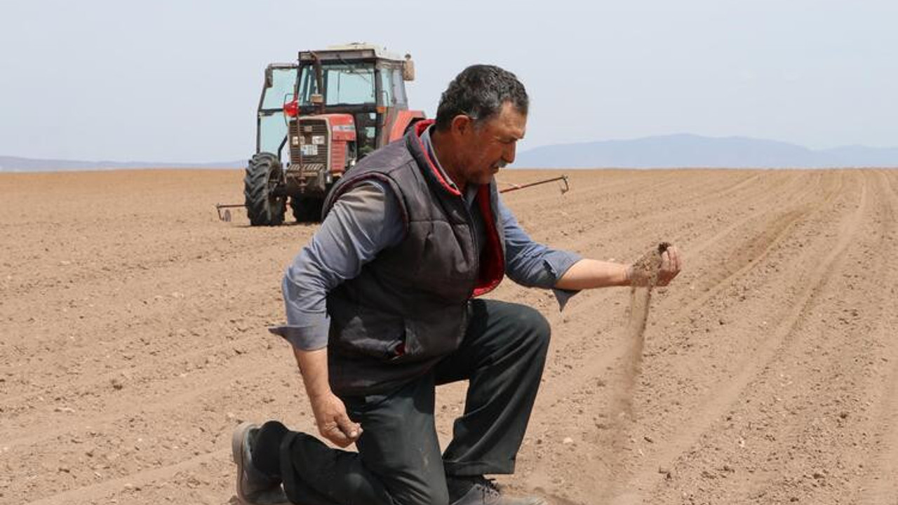 Türkiye'nin 2. büyük tahıl ambarında tehlike çanları çalıyor