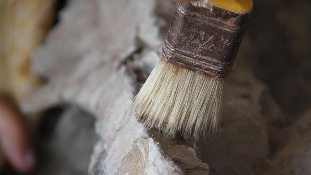 Kanada'da 450 milyon yıllık deniz canlısı fosili bulundu