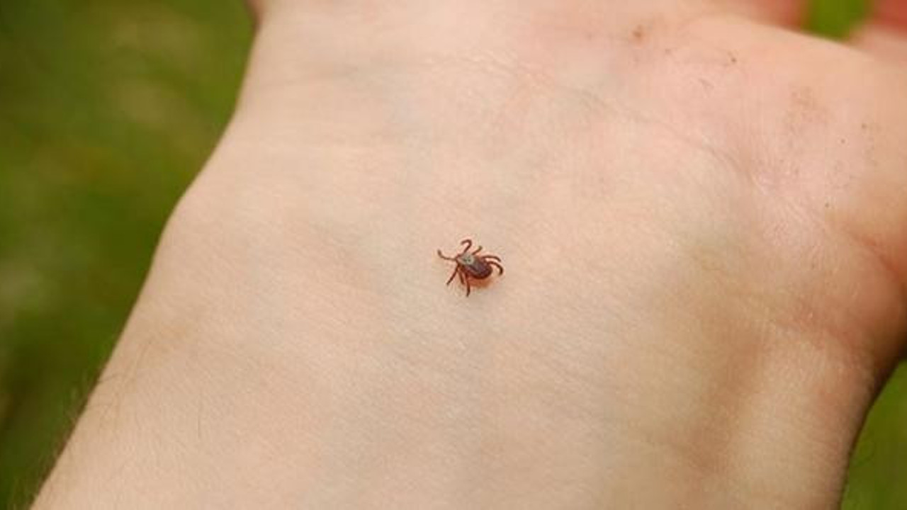 O ilimizde kene paniği