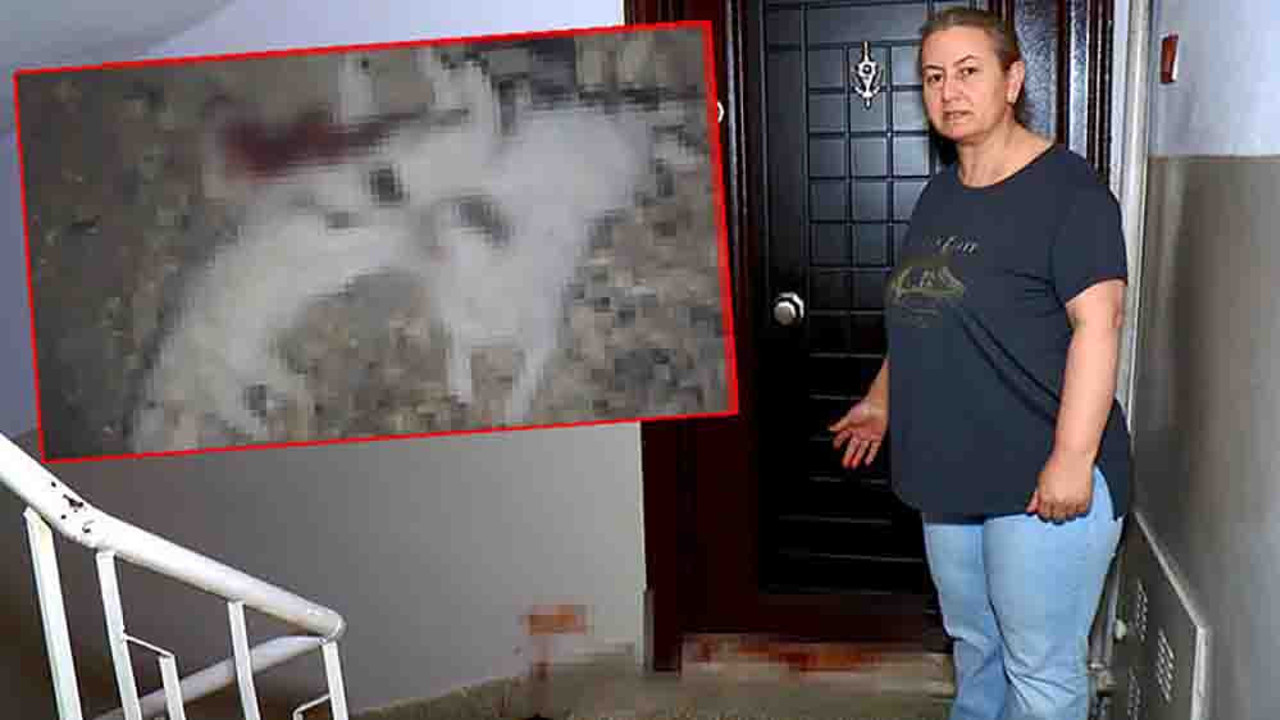 Bursa’da vahşet! Yavru kedilerin boğazını ve karınlarını kestiler…