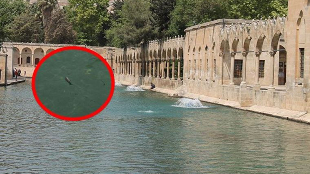 Valilikten balık ölümlerine hakkında açıklama: Durduruldu