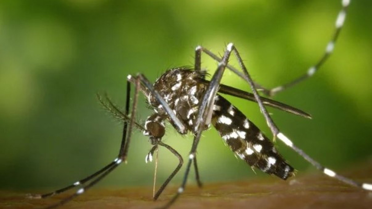 Asya kaplan sivrisineğine dikkat! Uzmanı açıkladı