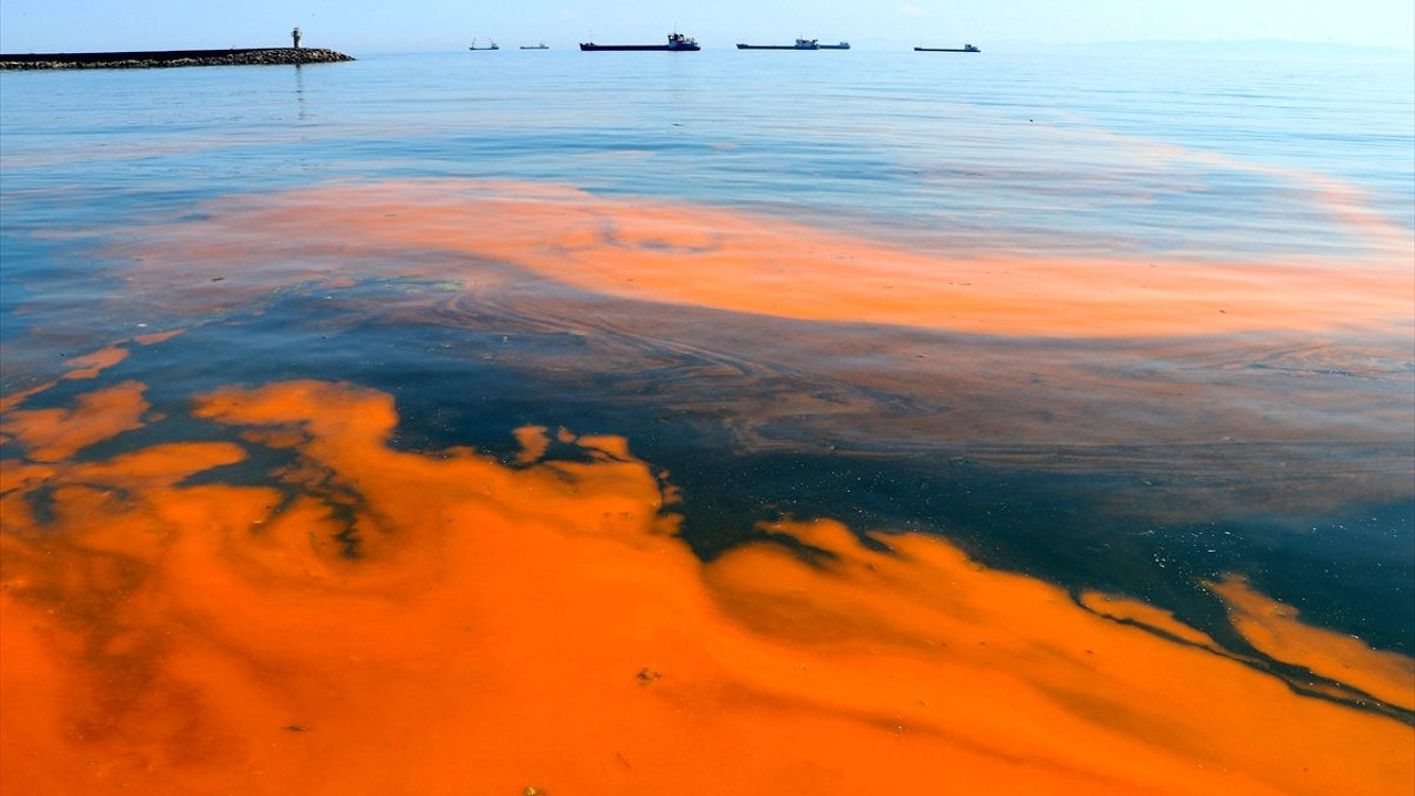 Marmara’da alg alarmı. Müsilajdan sonra şimdi de bu çıktı