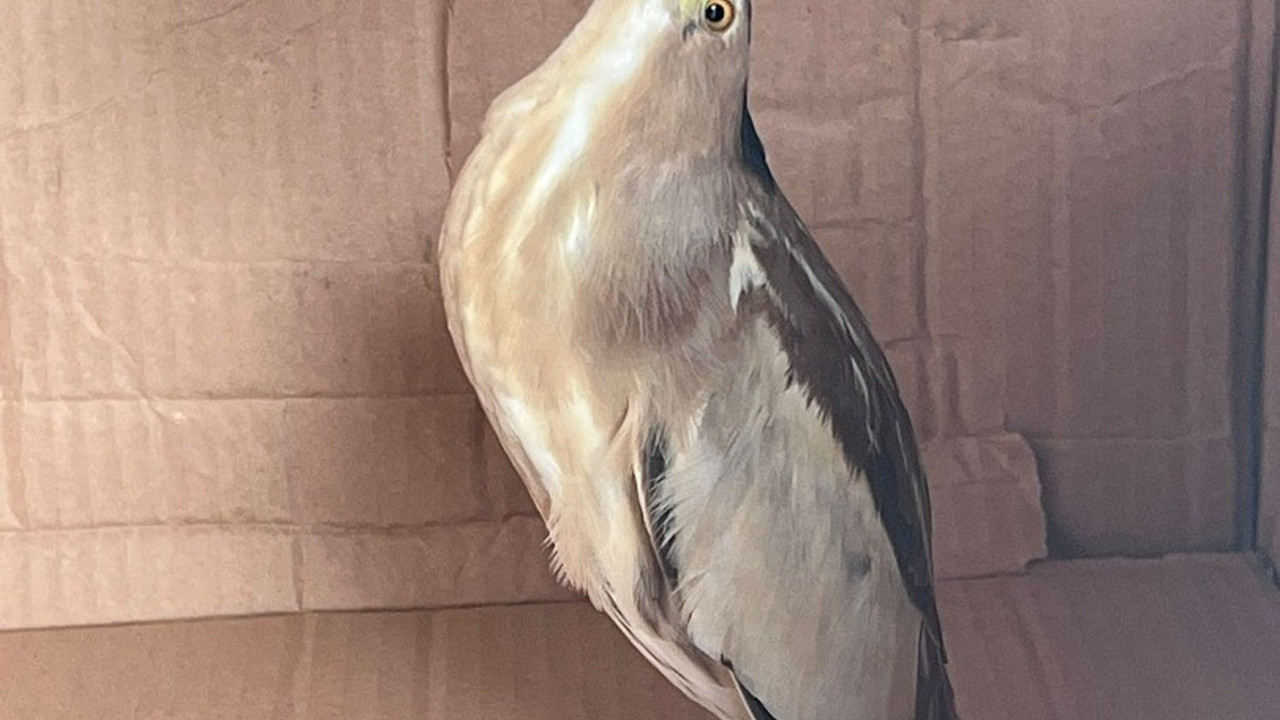 Nesli tükenmek üzere olan balaban kuşu Silivri’de bulundu