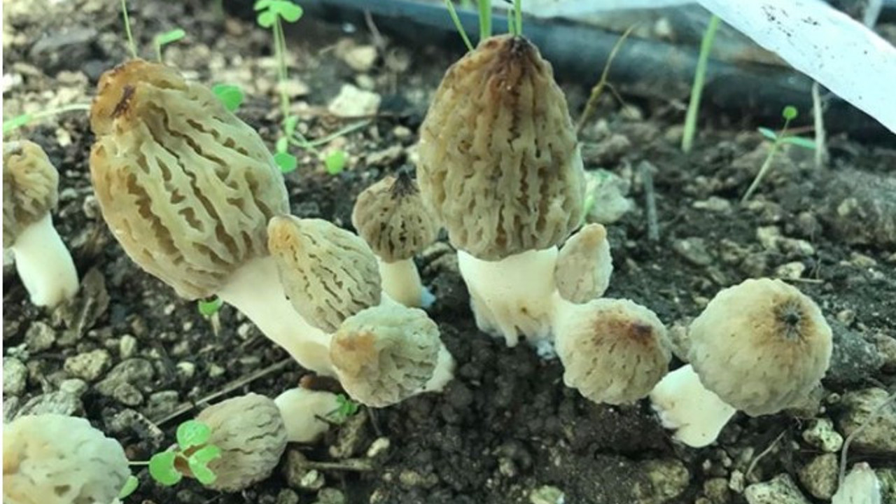 Kilosu 350 lira: Toplamaya başladılar