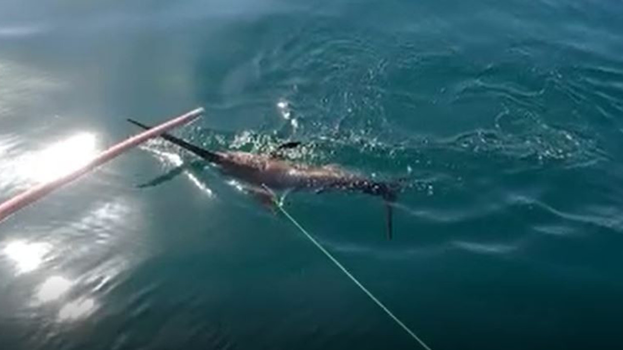 Kılıç balığı avı saniye saniye kamerada