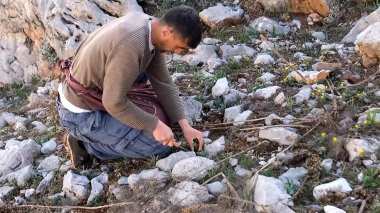 Sarp dağlarda yetişiyor. Baş ve mide ağrısını jilet gibi kesiyor
