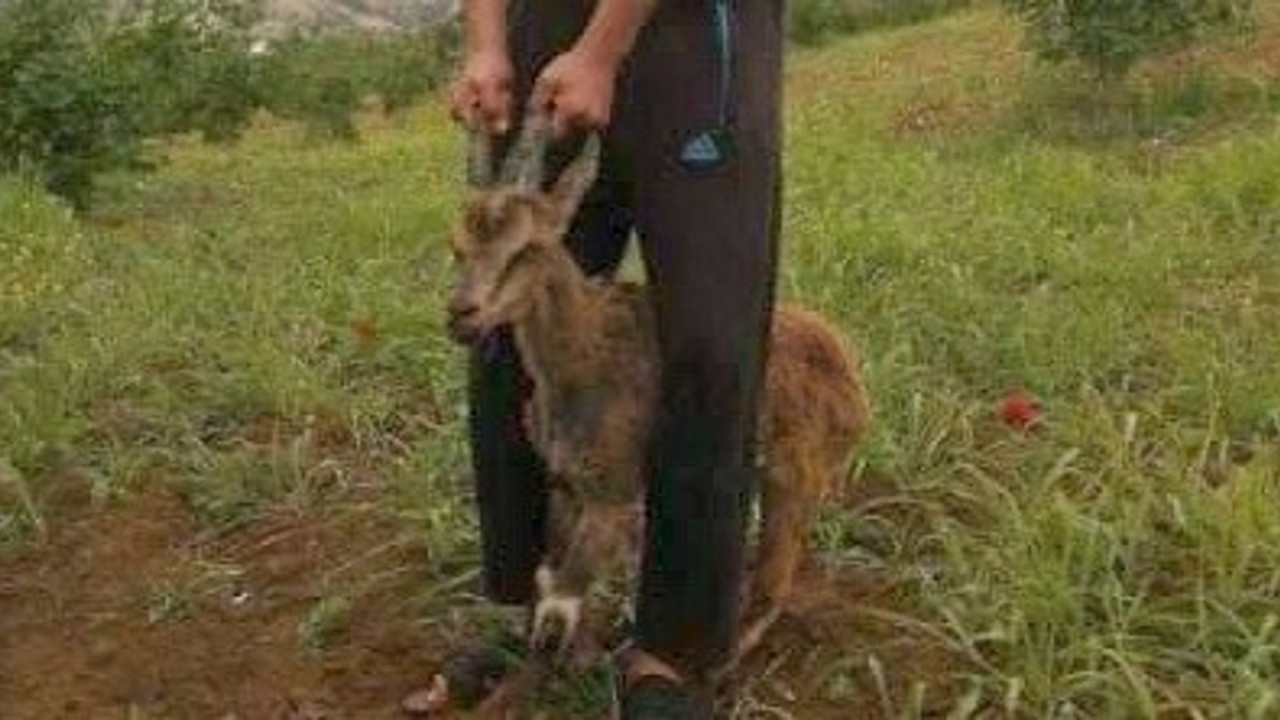 Dağ keçisi ayağını kırdı