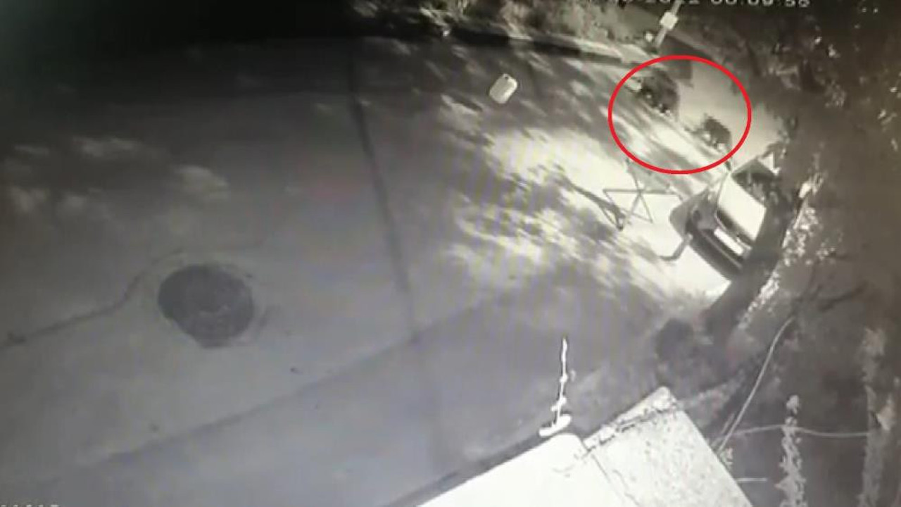 Ayı ailesi üstlerine yönelince çığlık atıp kaçacak delik aradılar