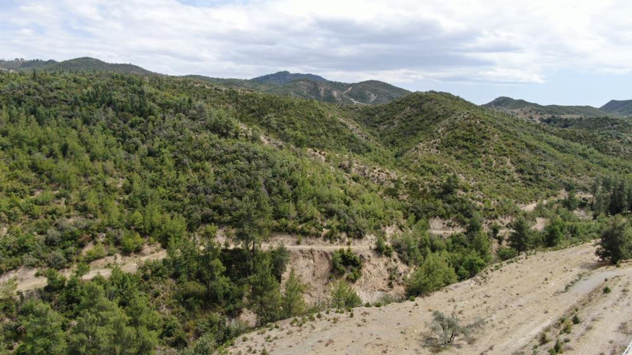 Antalya'da yanan ormanlar küllerinden doğuyor