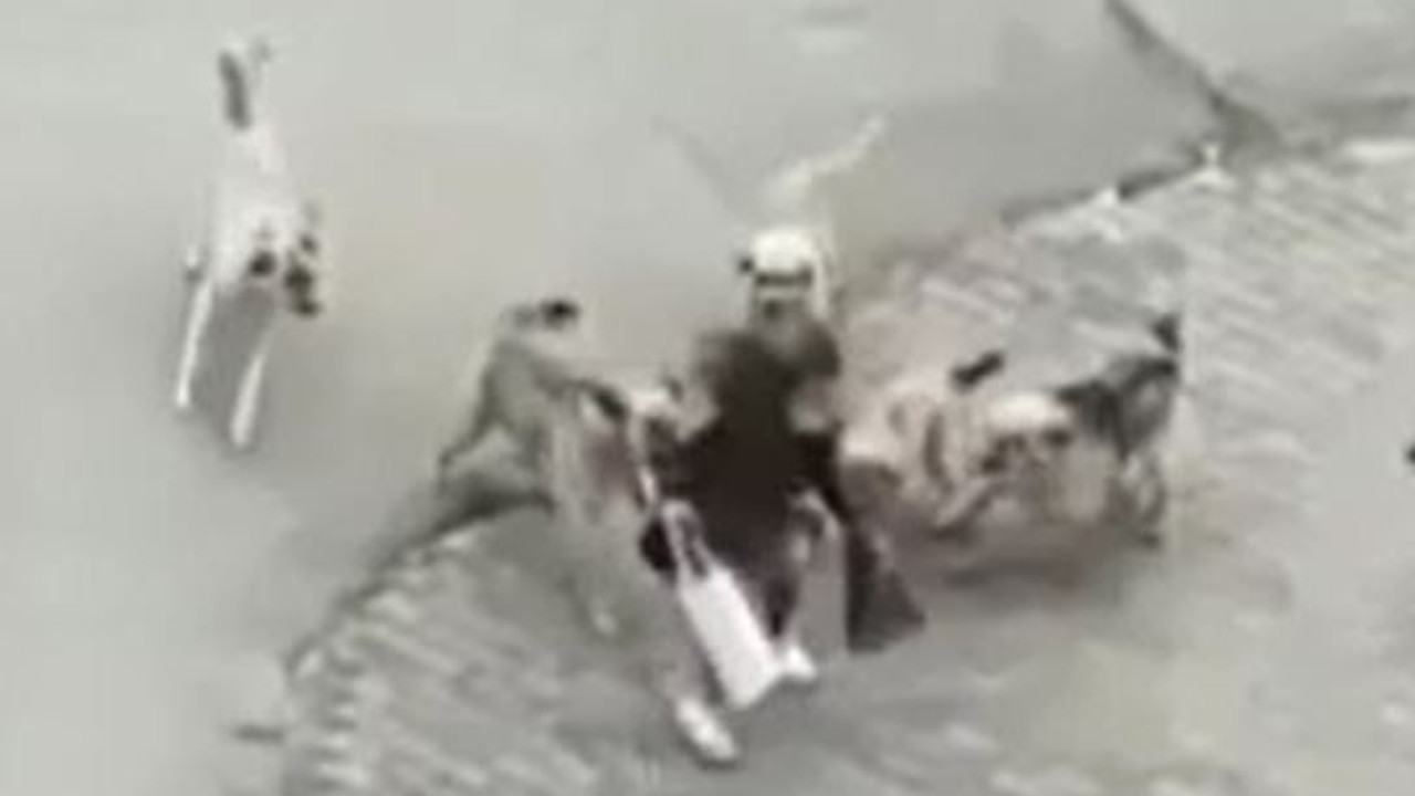 Ankara'da 6 köpek genç kıza saldırdı