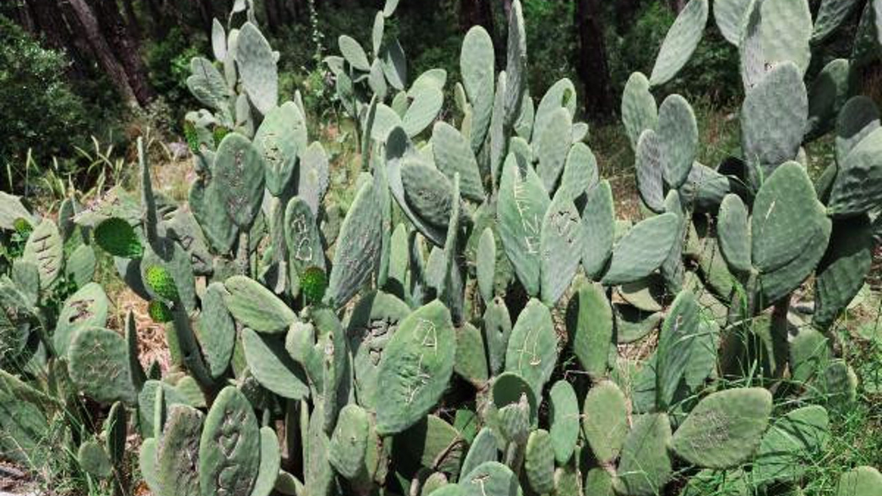 Kaktüslere isim yazmanın sırrı ortaya çıktı