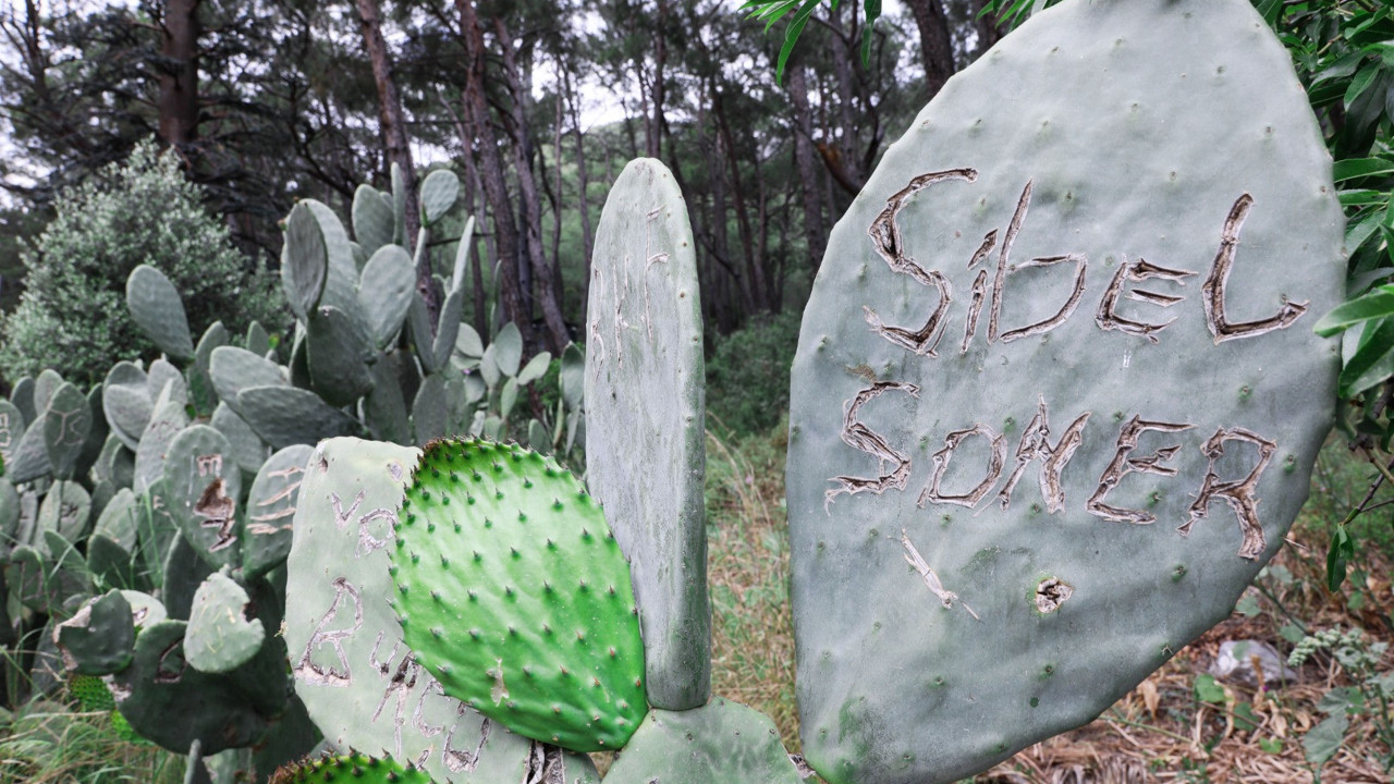 Sizin aşk yaranız varsa kaktüslerin günahı ne.. Kaktüsler kaktüs olalı böyle zulüm görmedi