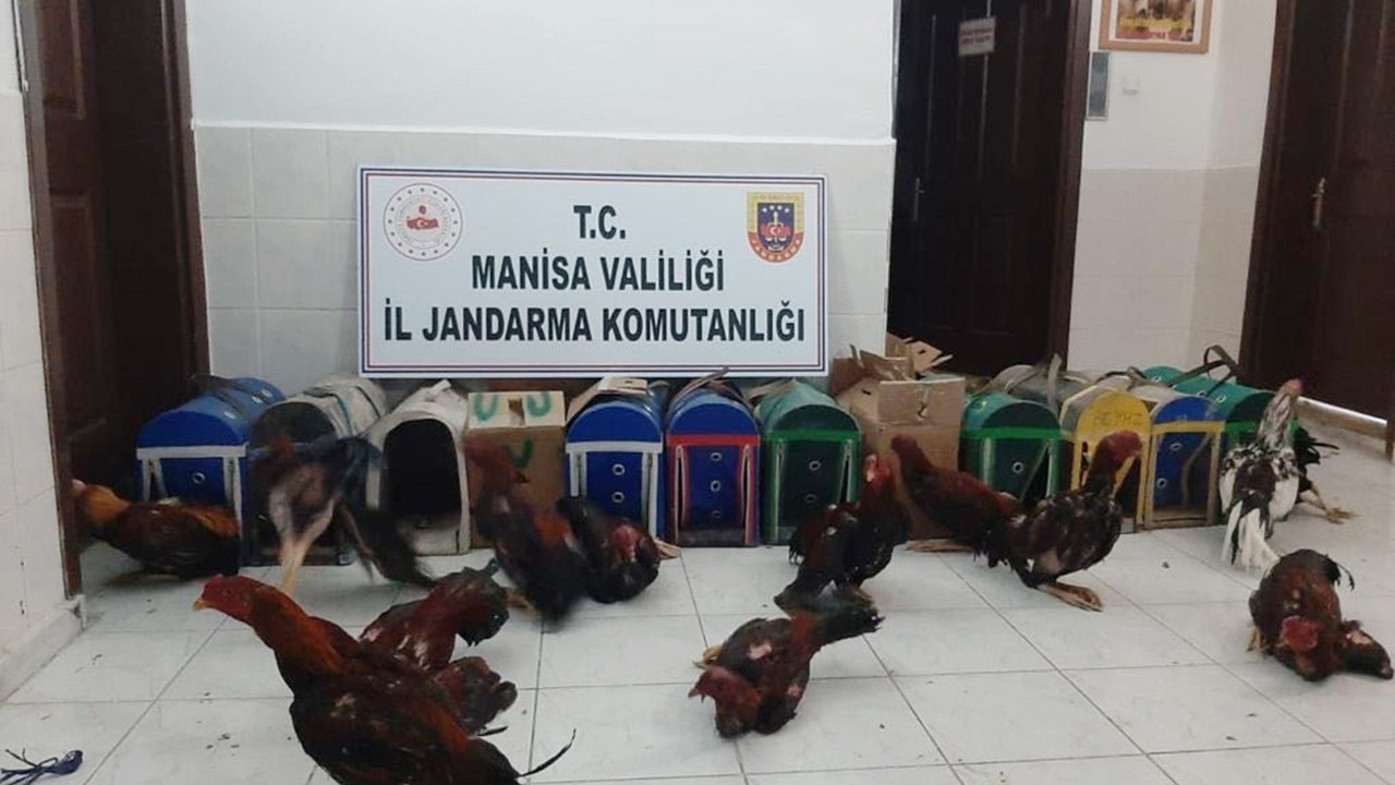 Horoz dövüştüren 31 kişiye 56 bin 389 lira ceza