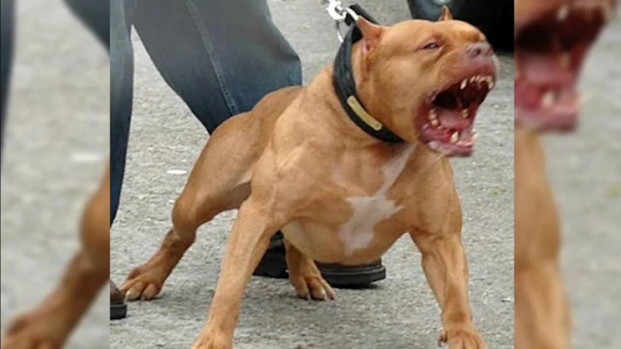 Savcılıktan dört kişiyi yaralayan pitbull cinsi köpekle ilgili flaş karar