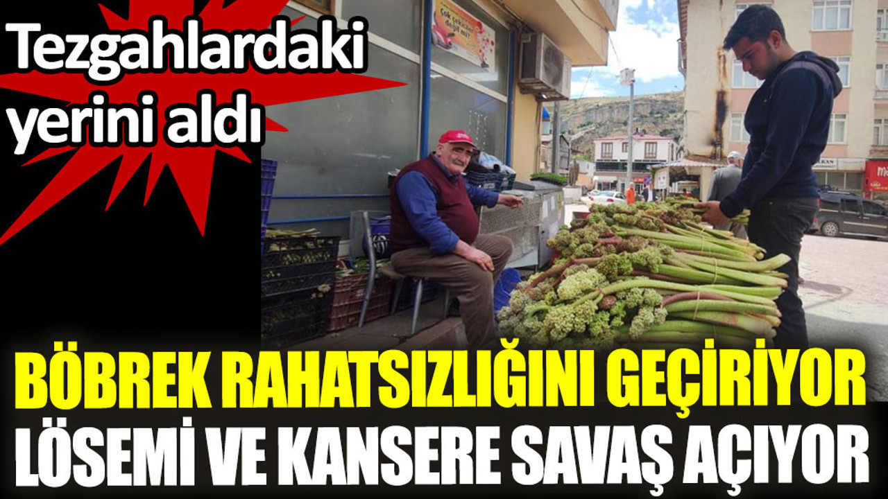 Işkın otu böbrek rahatsızlığını geçiriyor lösemi ve kansere savaş açıyor