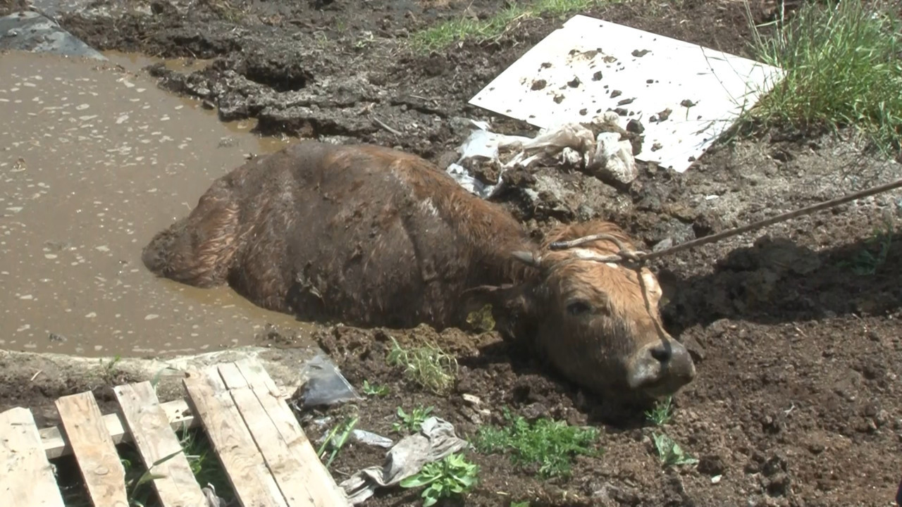 Bataklığa saplanan inek ve yavrusu kurtarıldı