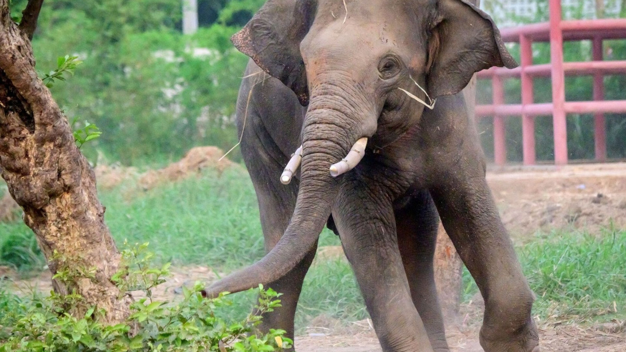 Zimbabve'de bu yıl 60 kişi fil saldırısında öldü (10 Mayıs 2022)