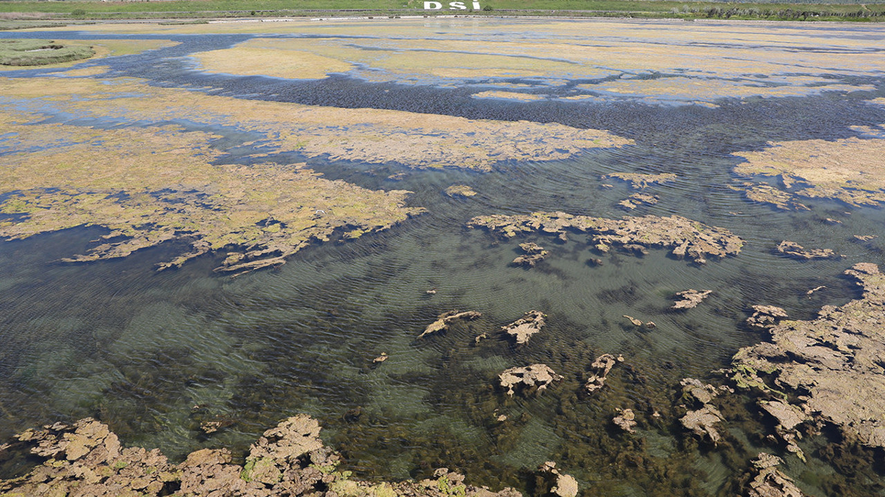 Yosunların sardığı Büyükçekmece gölü için uyarı