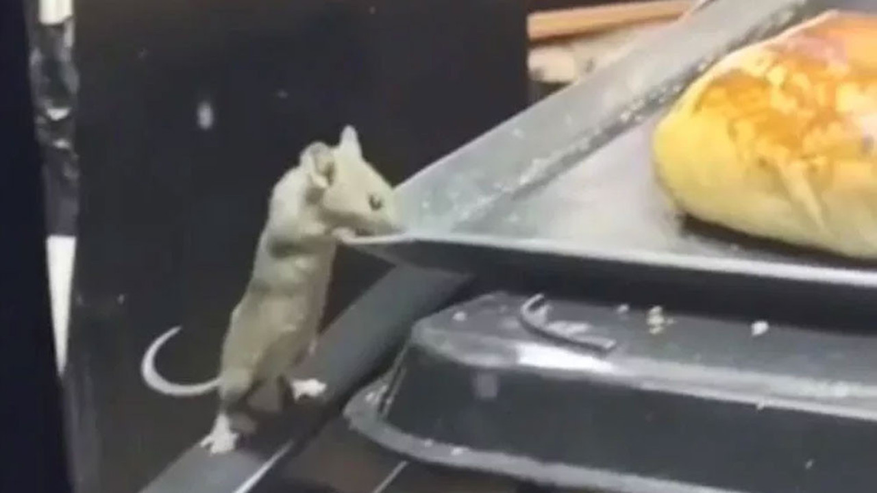 Farelerin poğaçalar arasında gezindiği kafeye tepki yağdı