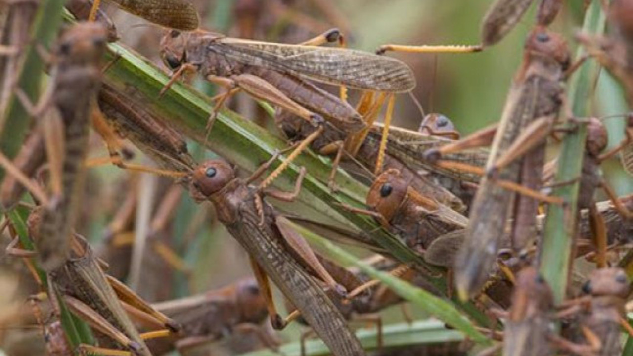 Antalya'da tarım arazilerine zarar veren çekirgelere karşı ilaçlama başlatıldı