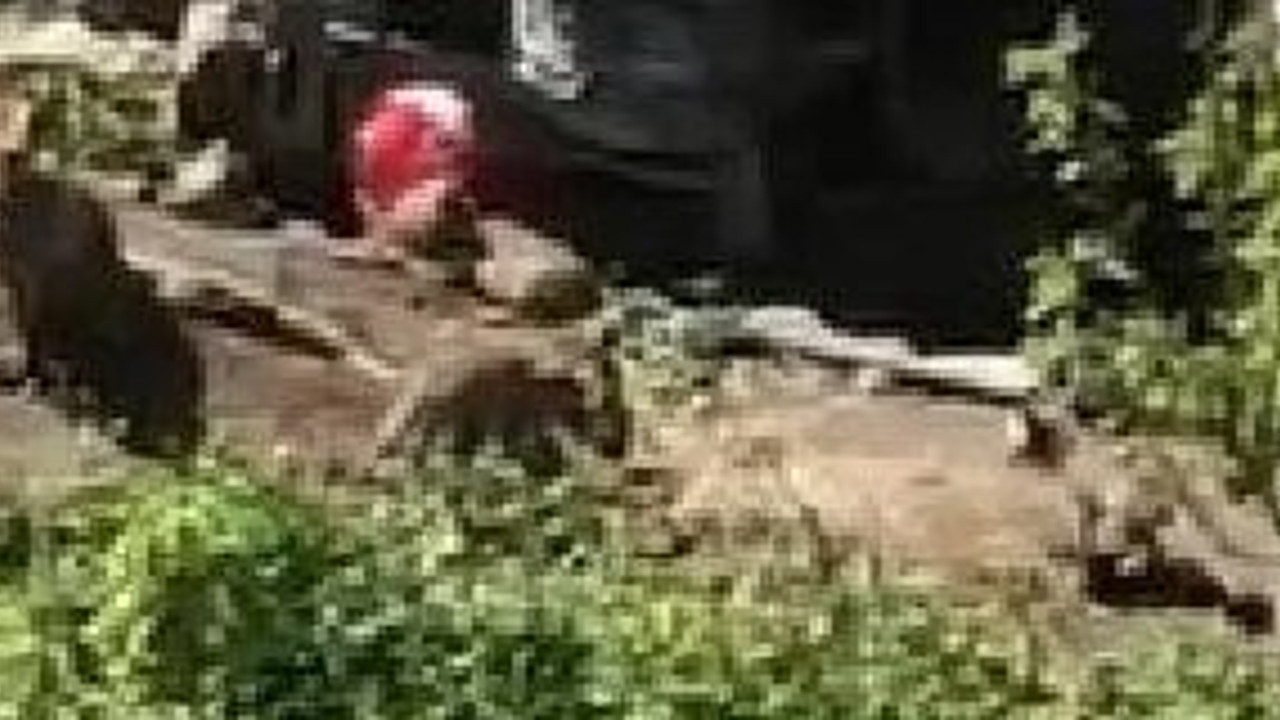 Hamile tilki odunlukta anne oldu