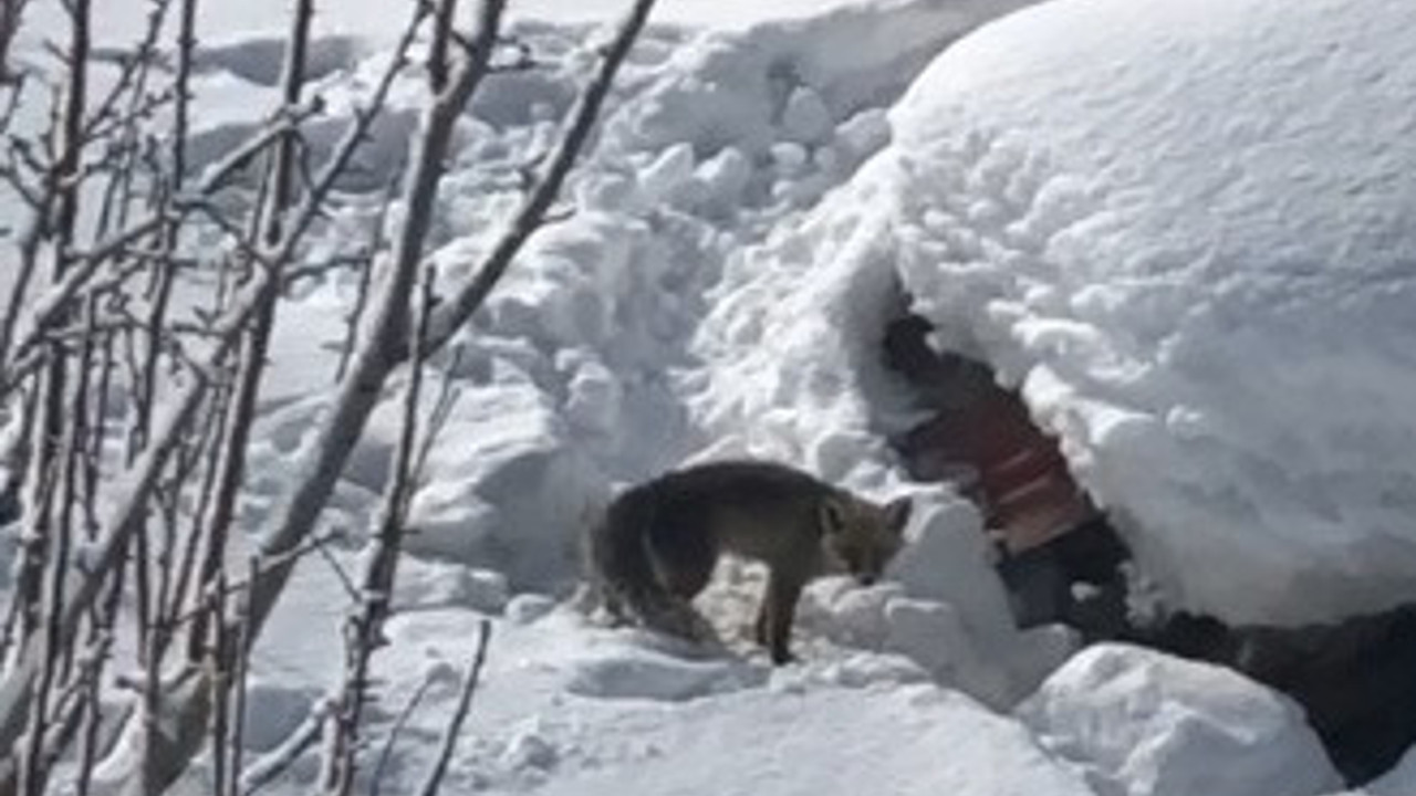 Odunluklarına giren tilkinin 5 yavrusu oldu