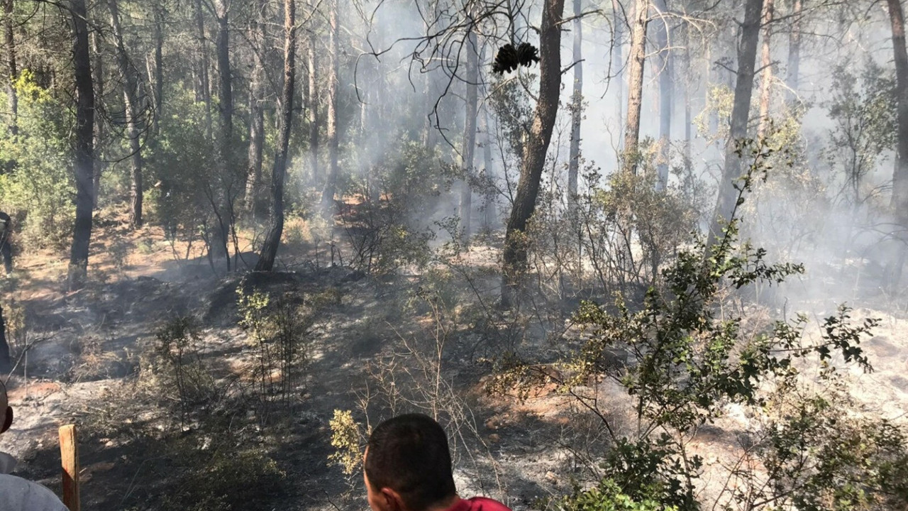 Ormanda maytapla oynayan çocuklar bir dönümlük araziye küle çevirdi