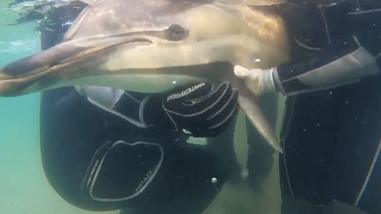 Zamana karşı yarıştılar. Kıyıya vuran yunusu böyle hayata döndürdüler