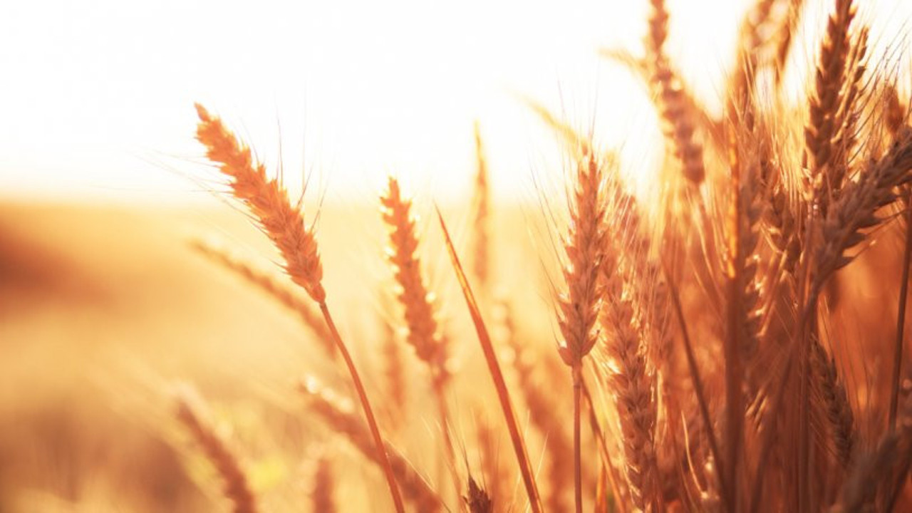 Hindistan'ın kararı dünyada şok etkisi yarattı: Buğdayda kriz kapıda