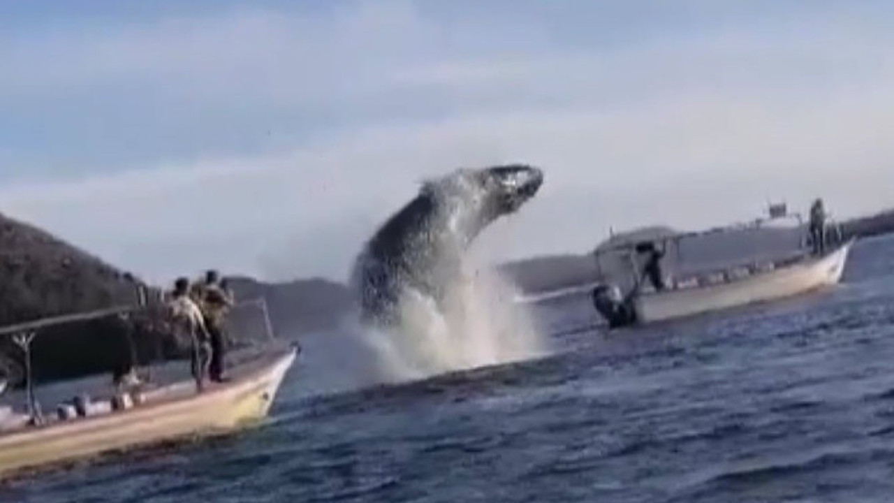 Sudan aniden çıkan balina turistleri yiyordu
