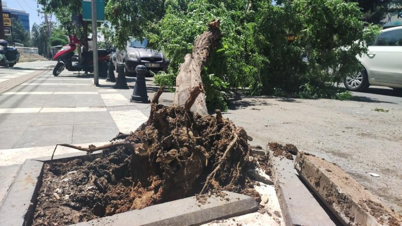 Fırtına ağaçları devirdi