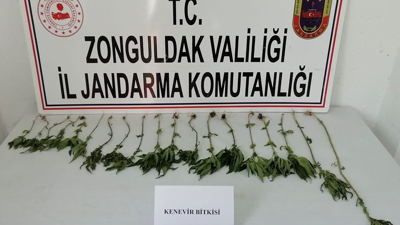 Zonguldak'ta bir eve kenevir operasyonu