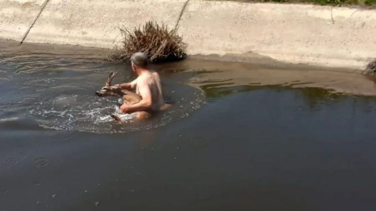 Sulama kanalına düşen karacanın imdadına muhtar yetişti