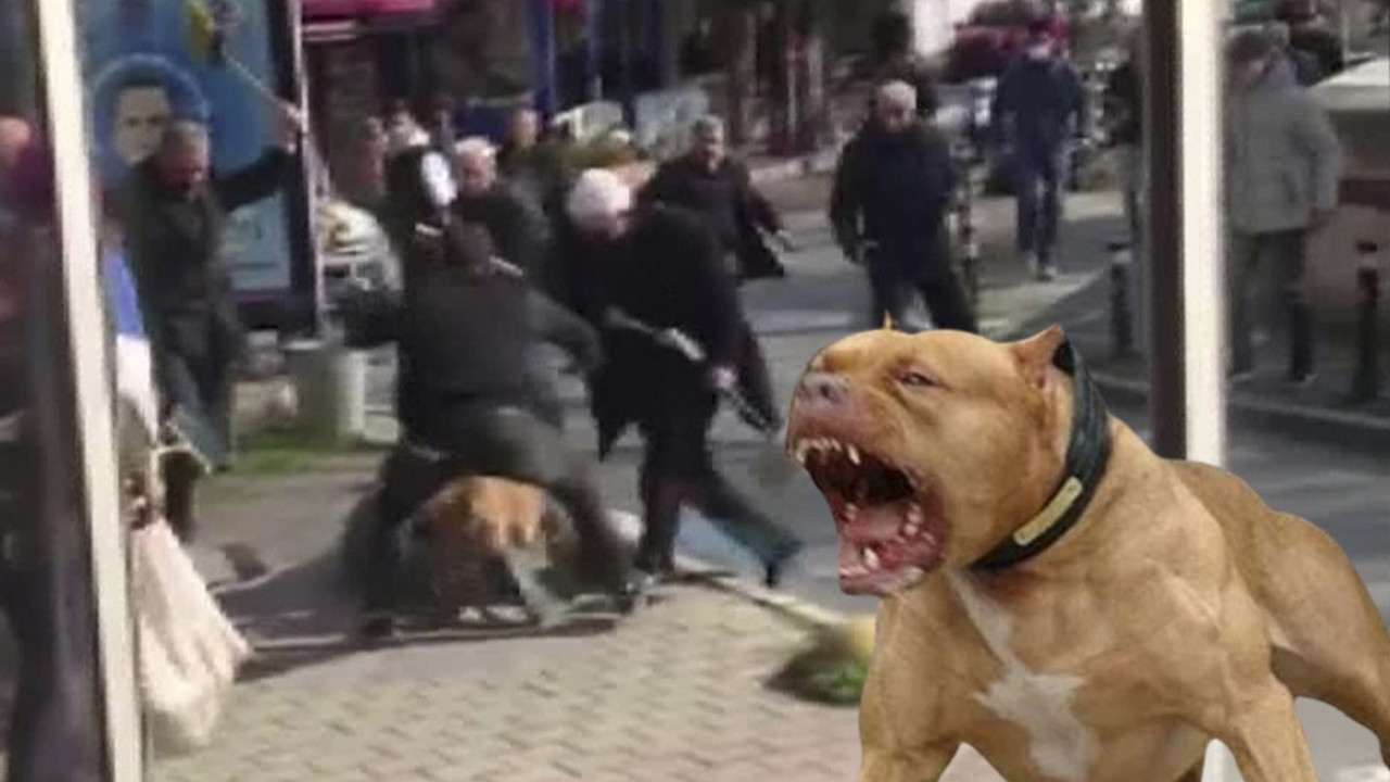 Pitbull silah sayıldı! 2 yıl 6 ay hapis cezası yedi…