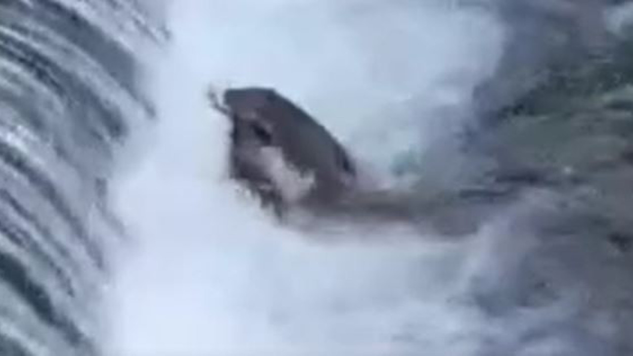 Zonguldak'ta çalıların arasından ok gibi fırladı ördeği boynundan kaptı