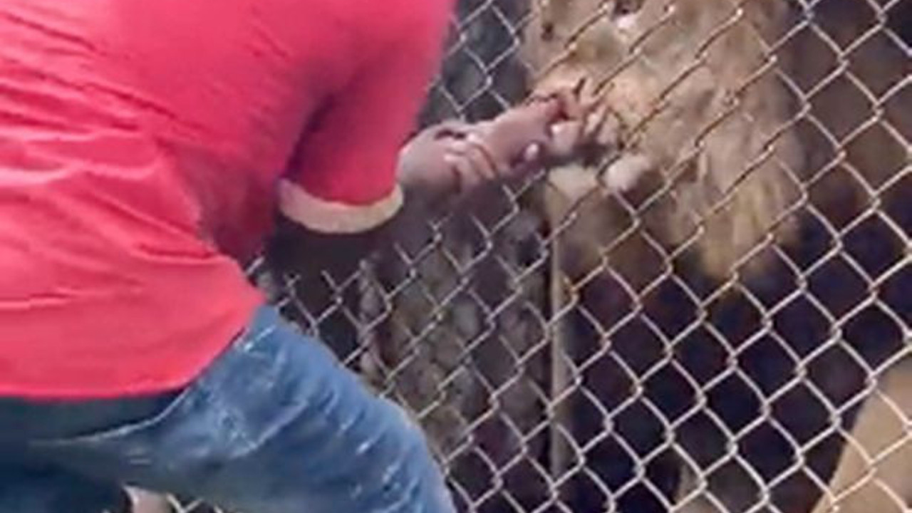 Şov faciaya dönüştü. Aslan bakıcısının parmağını kopardı